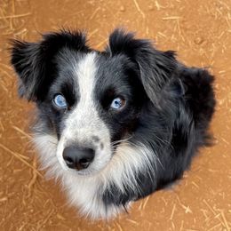 Enzo - Toy Australian Shepherd