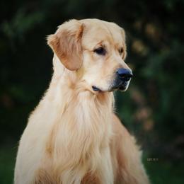Zach - Golden Retriever