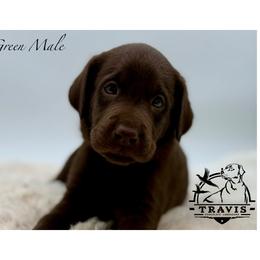 Green - Chocolate male Labrador Retriever puppy in San Diego County, California from Travis’ Chocolate Labradors
