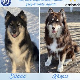 Siberian Husky puppies from Felwinter Woolies