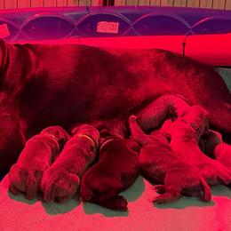 Sarah - Gray female Cane Corso puppy in Houston, Texas from Mortaio Cane Corso