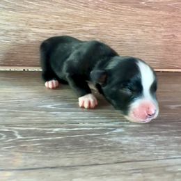 Miniature Australian Shepherd Puppies from Kyn's Kennel