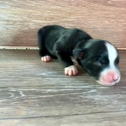 Miniature Australian Shepherd Puppies from Kyn's Kennel