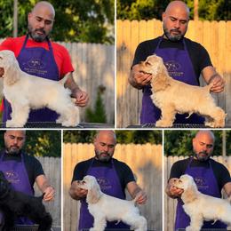 Cocker Spaniel puppies from Arquivolta Kennel