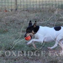 Toy Fox Terrier All Grown Up from Foxridge Farms