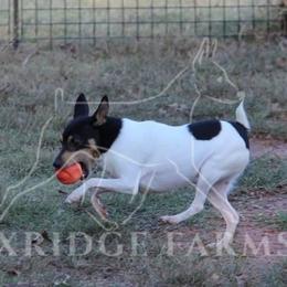 Toy Fox Terrier All Grown Up from Foxridge Farms