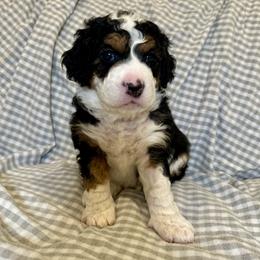 Bernedoodle Puppies from King's Doodles