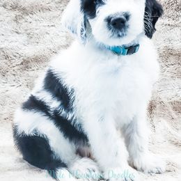 Bearded Retriever, Labradoodle, and Sheepadoodle Puppies from Mule Mountain Doodles