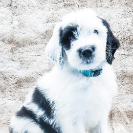 Bearded Retriever, Labradoodle, and Sheepadoodle Puppies from Mule Mountain Doodles