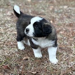 Lime green collar male - Mahogany and white male Saint Bernard puppy in Albany, Georgia from Magnolia Saint Bernards