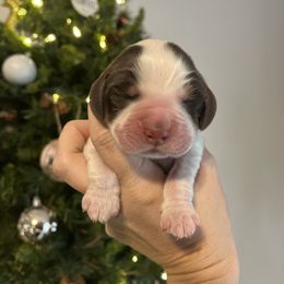 Buddy - Liver white and tan male English Springer Spaniel puppy in Wilmer, Alabama from Southbend Springers