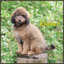 Clover - Sable female Bernedoodle puppy in Heyworth, Illinois from Cobble Creek Puppies