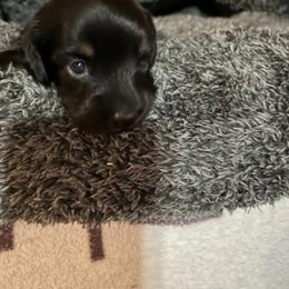 Harley - Black and tan male Dachshund puppy in Harriet, Arkansas from B&K Dachshunds