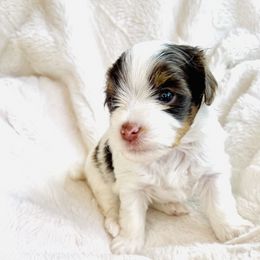 Yorkshire Terrier Puppies from Hummingbird Farm & Gardens