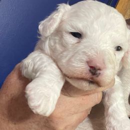 Tina - White female Bichon Frise puppy in Cave City, Kentucky from Loretta's Pups