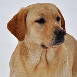 Labrador Retrievers from Coyote Sky Labradors