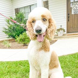 Ariel - Poodle