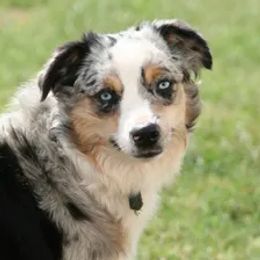 Miniature Australian Shepherds and Toy Australian Shepherds from Long's lil Aussies