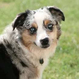 Miniature Australian Shepherds and Toy Australian Shepherds from Long's lil Aussies