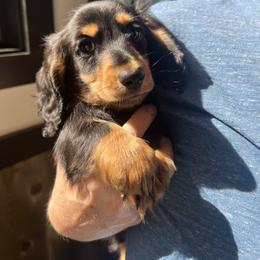 Boy 2 - Black and tan male Dachshund puppy in Gouverneur, New York from Dack Dachshunds