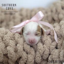 Cafe Au Lait - Caramel female Australian Labradoodle puppy in Winter Haven, Florida from Southern Cove Labradoodles