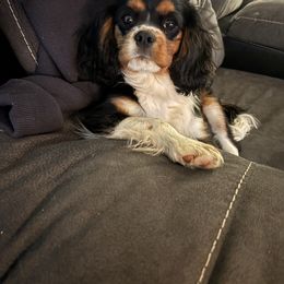 Daisy - Cavalier King Charles Spaniel