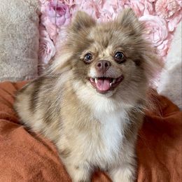 Enchilada - Pomeranian