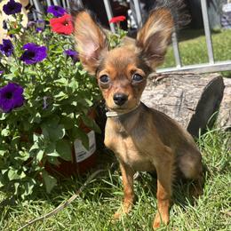 Russian Toy puppies from FLORIDA SUNSHINE RUSSIAN TOYS
