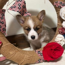Girl 1 - Sable female Pembroke Welsh Corgi puppy in Greenwood, South Carolina from JOY Farms