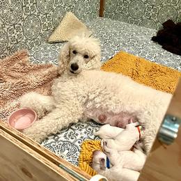 Goldendoodles from Foglight Goldendoodles