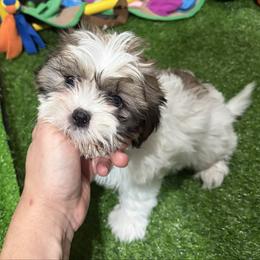 Fabi - Black gold and white female Shih Tzu puppy in Bourne, Massachusetts from Shih Tzu Pups