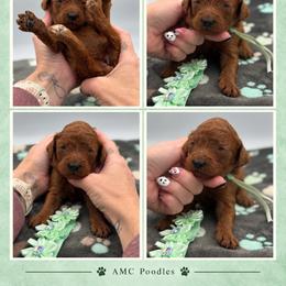 Toffee - Red  female Poodle puppy in Mount Vernon, Illinois from AMC Poodles