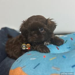 Jace - Chocolate male Shih Tzu puppy in Walkertown, North Carolina from Lil’ Bit’s Shih Tzu