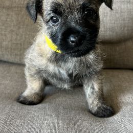 Mr. Yellow - Cream brindle male Cairn Terrier puppy in Pottersville, Missouri from Cairn Terriers of Heatherridge,LLC