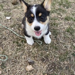 Pembroke Welsh Corgi Puppies from Loves Classic Corgis