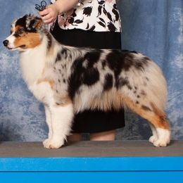 Iris - Blue merle female Australian Shepherd puppy in Fountaintown, Indiana from Timber Run Aussies