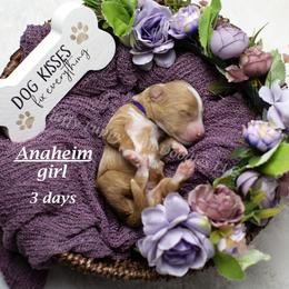 Anaheim (purple collar) girl - Apricot female Goldendoodle puppy in Corona, California from Fluffy Puppy Mini Doodles LLC