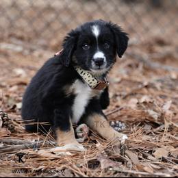 Pearl Black Tri Female - Black tri female Miniature Australian Shepherd puppy in Nacogdoches, Texas from TK Standard, Mini, & Toy Aussies