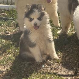 Hart - Black and white male Pomsky puppy in Bucyrus, Missouri from Hill Top Pomskies