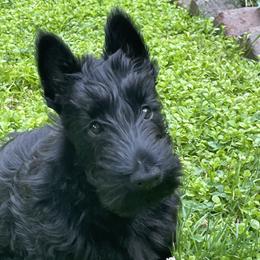 Scottish Terrier puppies from KinRoss Scottish Terriers