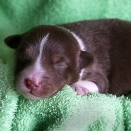 George - Red tri-color male Australian Shepherd puppy in Springville, New York from RisingStar Australian Shepherds