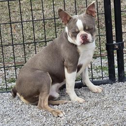 Sas - Boston Terrier