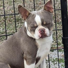 Sas - Boston Terrier