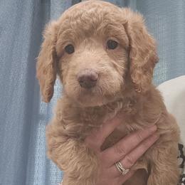 White Female - Apricot female Goldendoodle puppy in Mocksville, North Carolina from Hunting Creek Farms