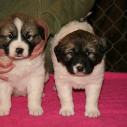 Anatolian Shepherd Dog Puppies from Lambkin Lane Farm