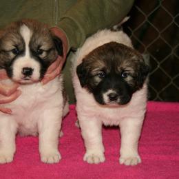 Anatolian Shepherd Dog Puppies from Lambkin Lane Farm