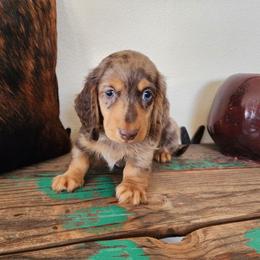 Donnie - Dapple male Dachshund puppy in Lindsay, California from Lewis Creek's Dachshunds