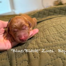 Zeus - Dark golden male Golden Retriever puppy in Weston, Missouri from Love is Golden