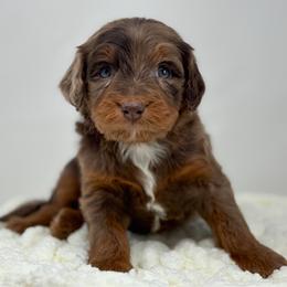 Chai - Chocolate merle male Bernedoodle puppy in Fleming, Colorado from Vandenbark Doodles