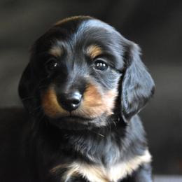 Sammy - Black and tan male Dachshund puppy in Momence, Illinois from Happy Little Doxies